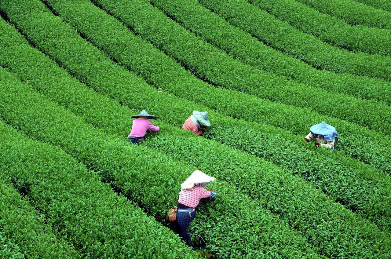 Shen Shan Lin Nai B&B Zhushan Exteriér fotografie